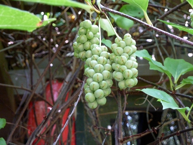 Schisandra sphenanthera