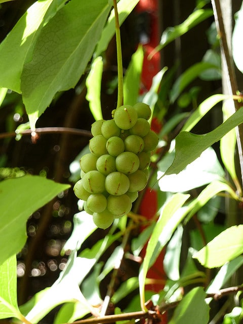 Schisandra sphenanthera