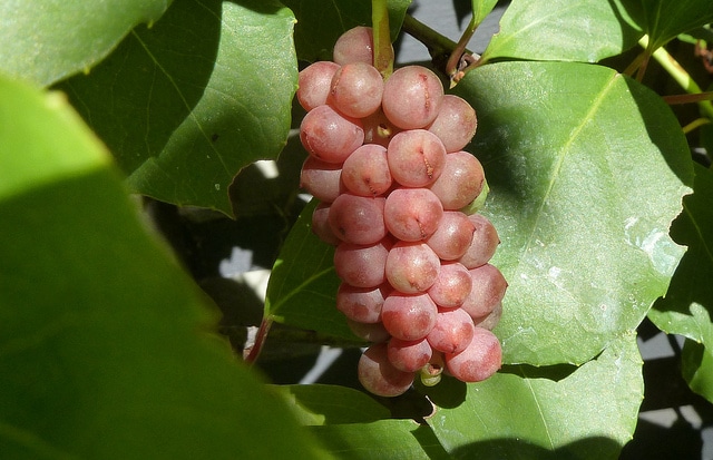 Schisandra sphenanthera