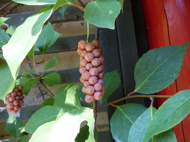 Schisandra sphenanthera