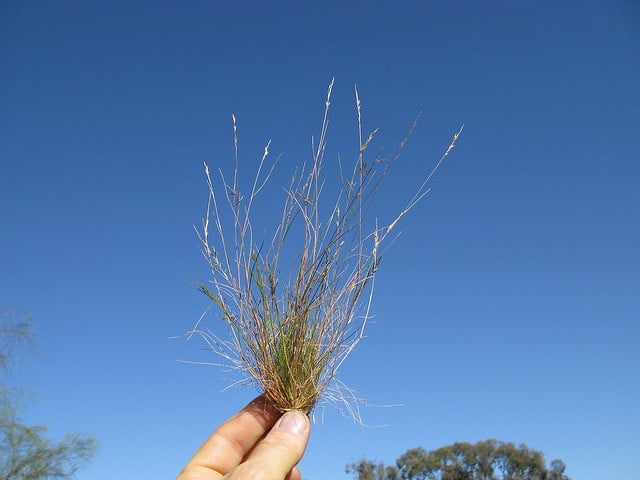 Schismus barbatus