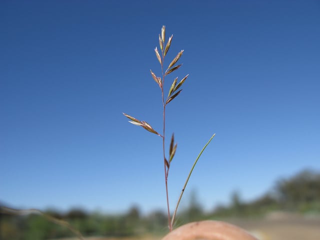 Schismus barbatus