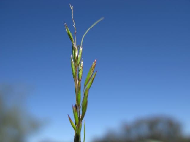 Schismus barbatus
