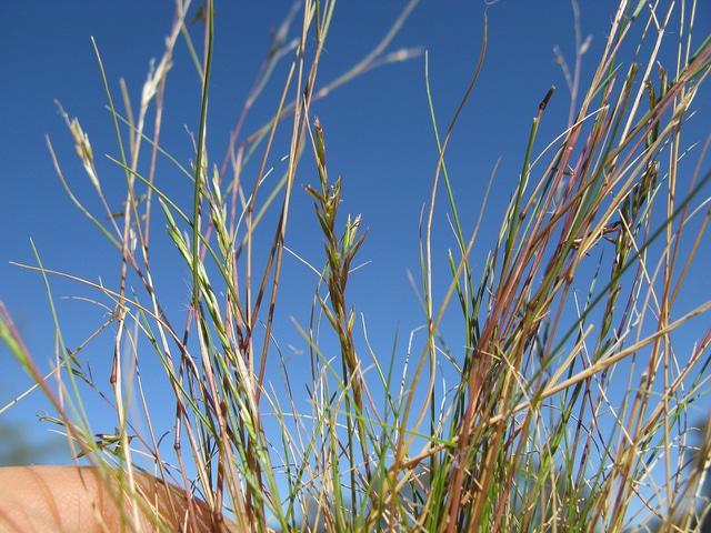 Schismus barbatus