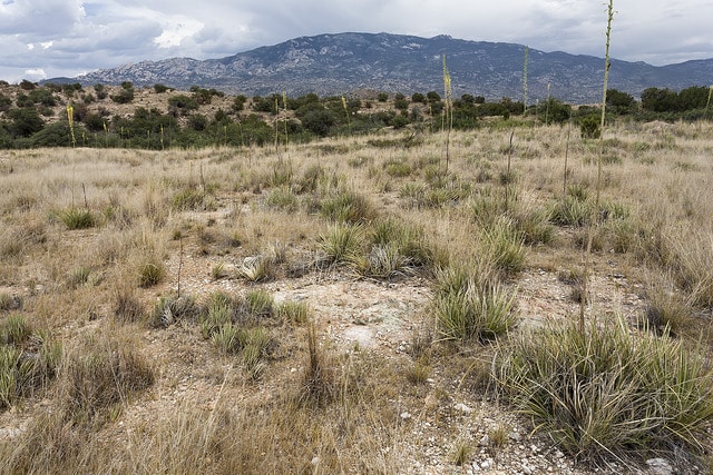 Schizachyrium cirratum (Schizachyrium cirratum)