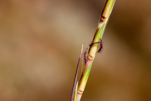Schizachyrium scoparium