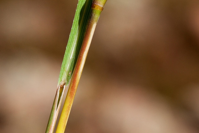 Schizachyrium scoparium