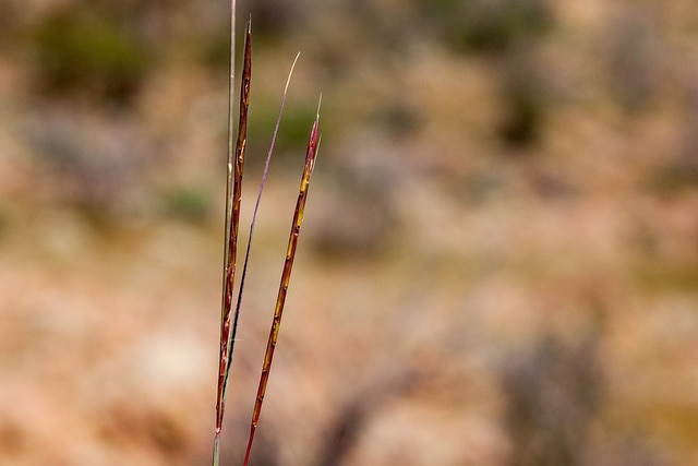 Schizachyrium scoparium