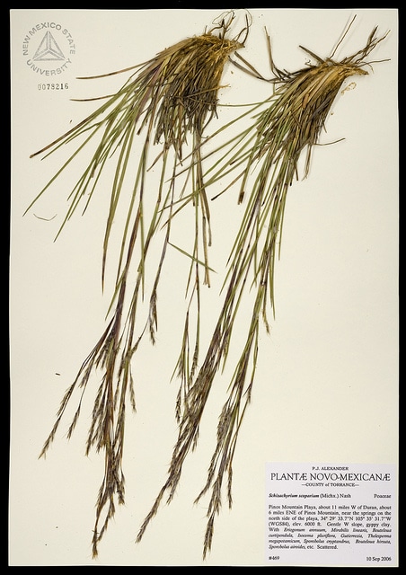 Schizachyrium scoparium