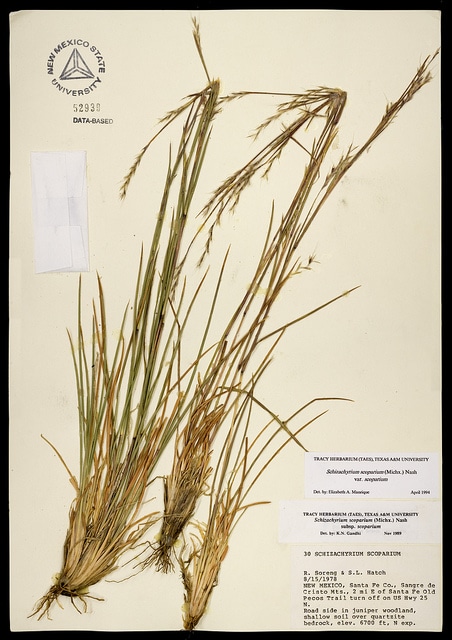 Schizachyrium scoparium