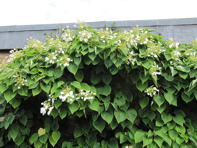 Schizophragma hydrangeoïdes (Schizophragma hydrangeoides)