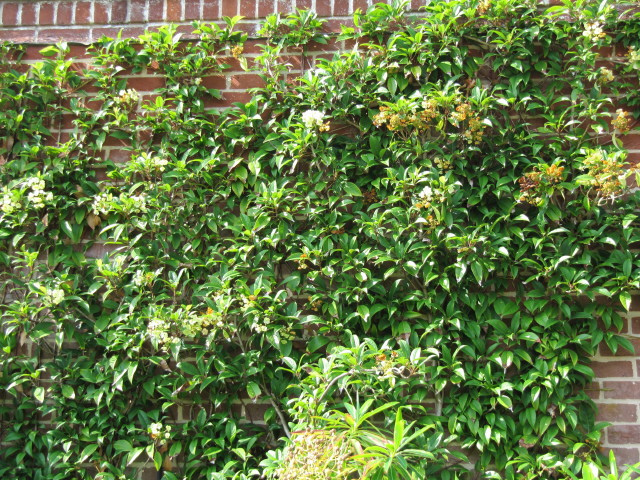 Schizophragma hydrangeoïdes