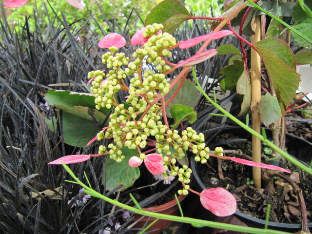 Schizophragma hydrangeoïdes