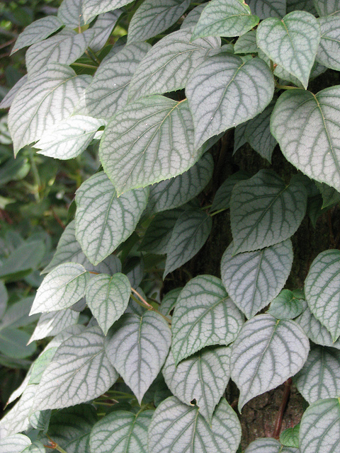 Schizophragma hydrangeoïdes