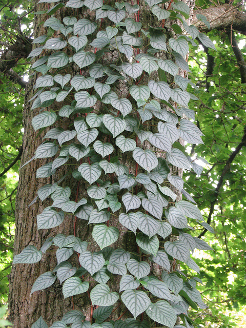 Schizophragma hydrangeoïdes