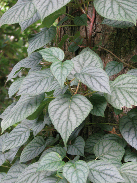 Schizophragma hydrangeoïdes
