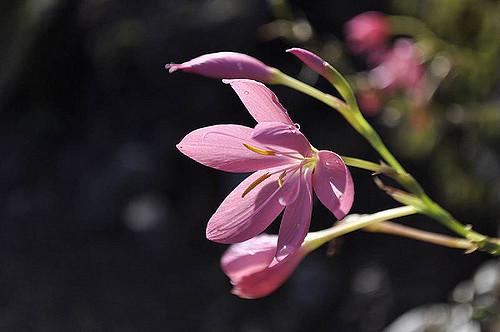 Lis des cafres (Schizostylis coccinea)