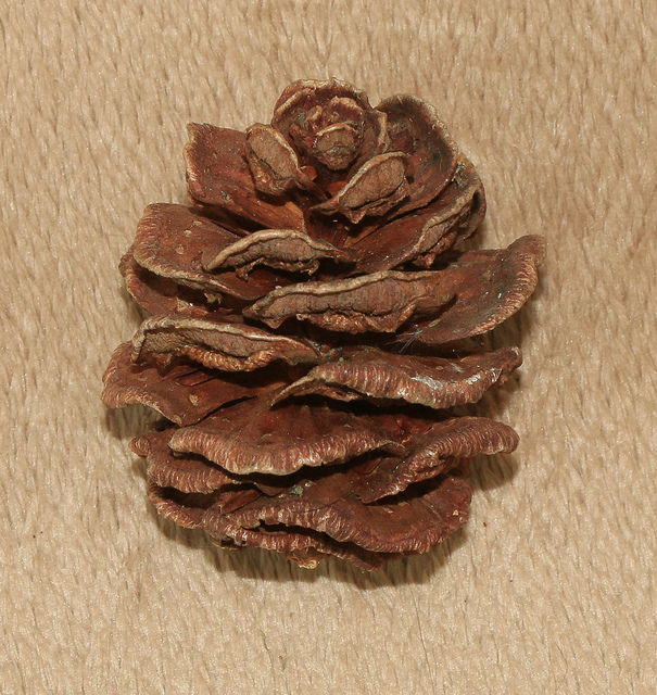 Pin parasol du japon