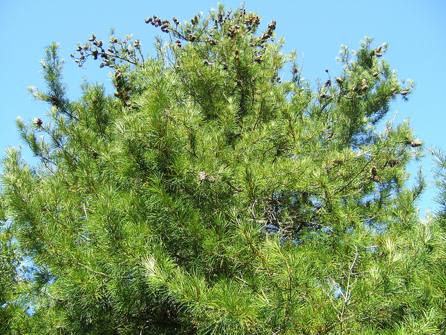 Pin parasol du japon (Sciadopitys verticillata)