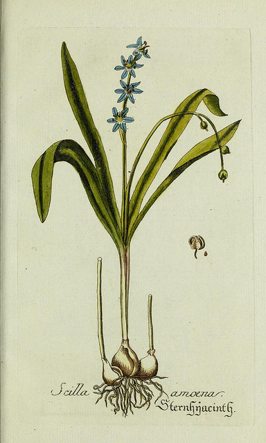 Scille (Scilla amoena)