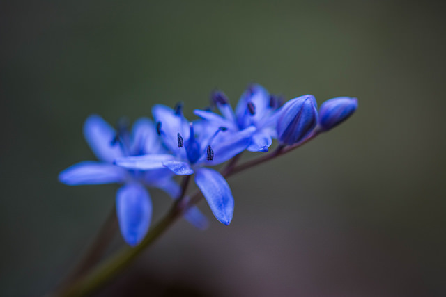 Scille à deux feuilles