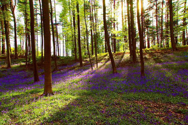 Scille fausse jacinthe (Scilla hyacinthoides)