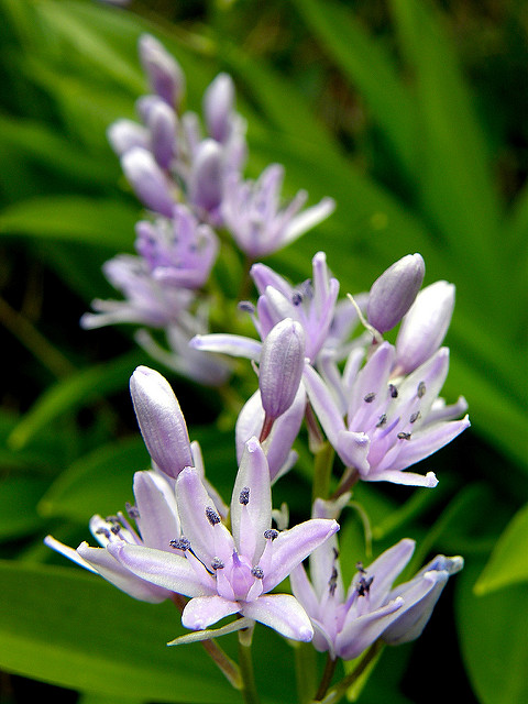 Jacinthe des pyrénées
