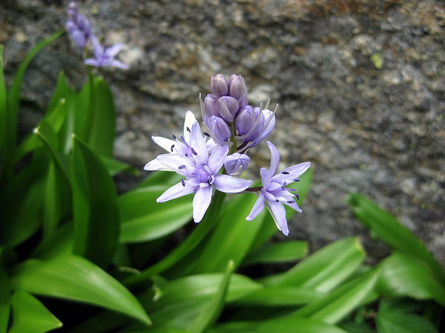 Jacinthe des pyrénées