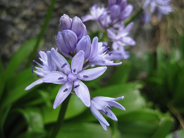 Jacinthe des pyrénées