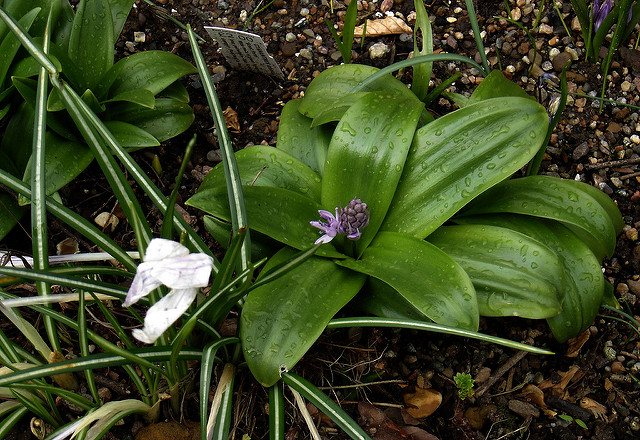 Jacinthe des pyrénées