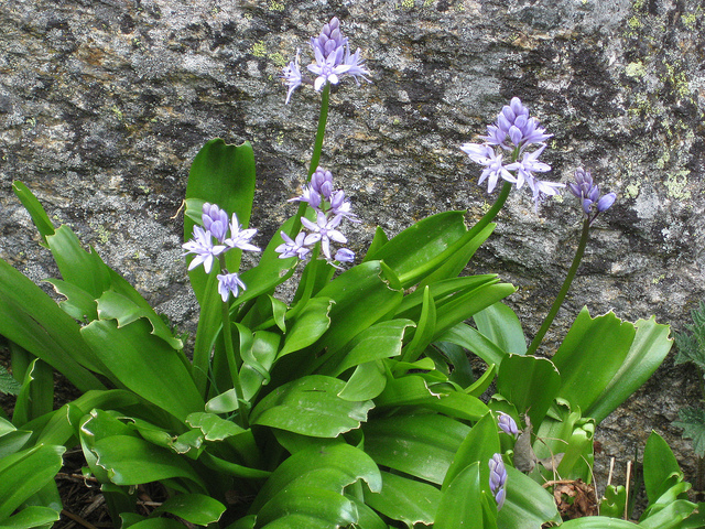 Jacinthe des pyrénées (Scilla lilio-hyacinthus)