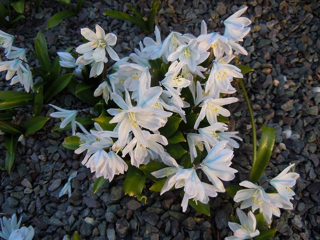 Scilla mischtschenkoana (Scilla mischtschenkoana)