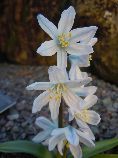 Scilla mischtschenkoana