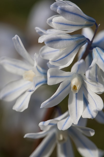 Scilla mischtschenkoana