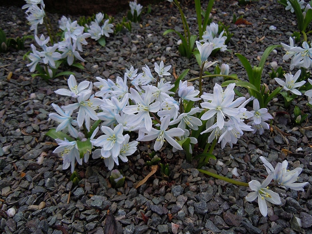 Scilla mischtschenkoana