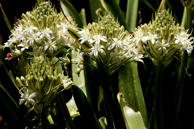 Scille du pérou (Scilla peruviana)