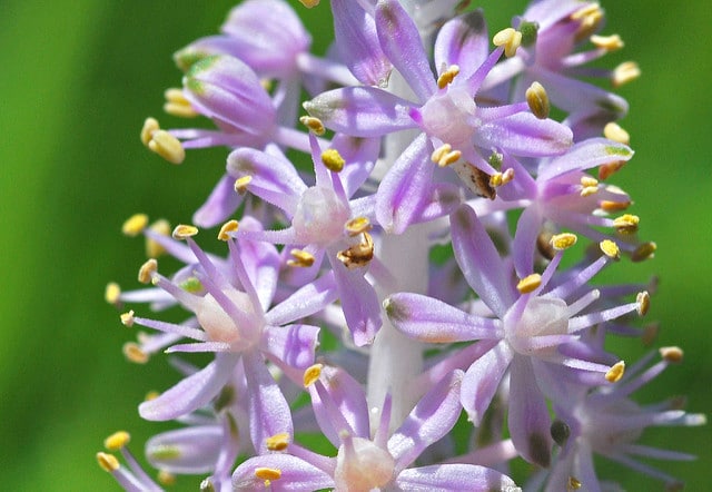 Scilla scilloides