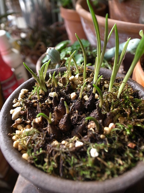 Scilla scilloides