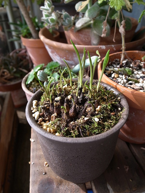 Scilla scilloides