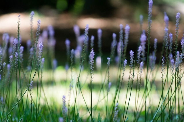 Scilla scilloides (Scilla scilloides)