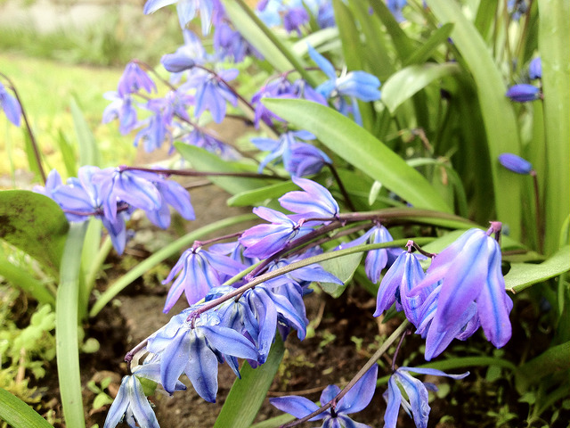 Scille de sibérie (Scilla siberica)