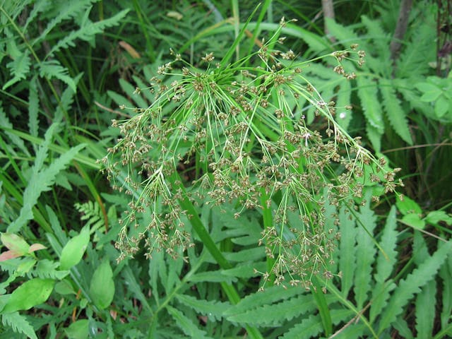 Scirpe cyprès