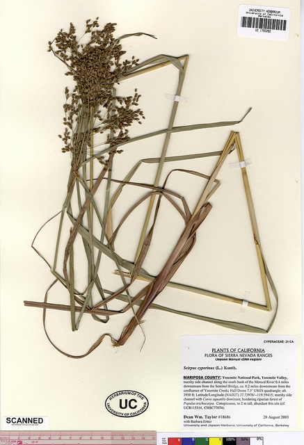 Scirpe cyprès