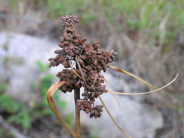 Scirpe cyprès