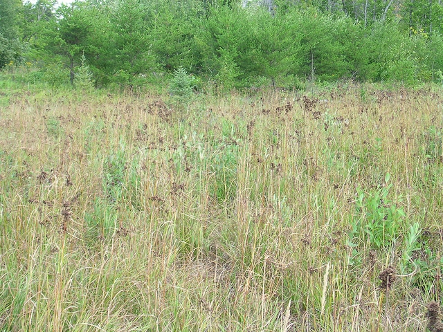 Scirpe cyprès