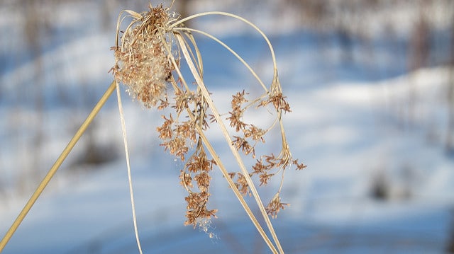 Scirpe cyprès (Scirpus cyperinus)