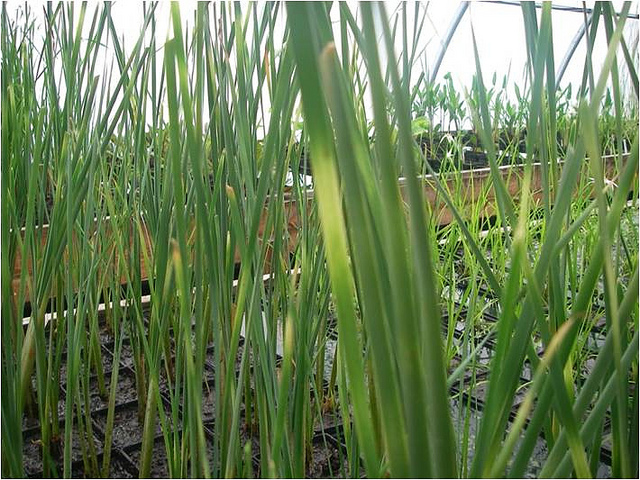 Scirpe aigu (Scirpus lacustris)