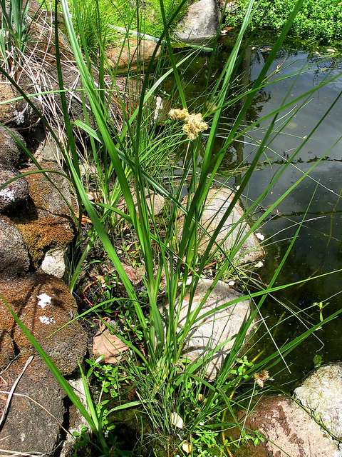 Scirpe maritime (Scirpus maritimus)