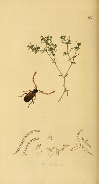 Gnavelle annuelle (Scleranthus annuus)