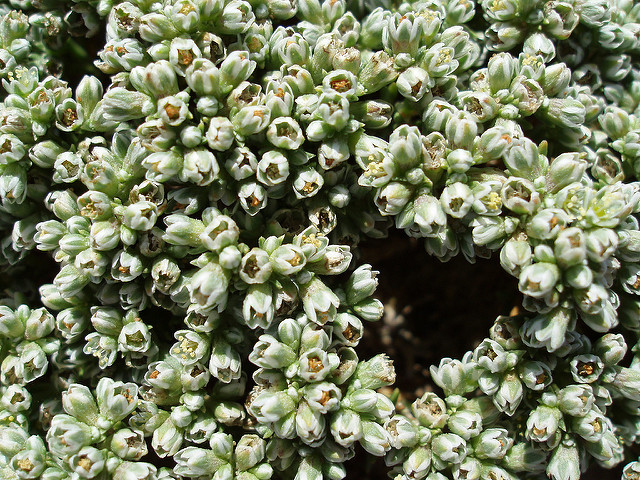 Gnavelle vivace (Scleranthus perennis)
